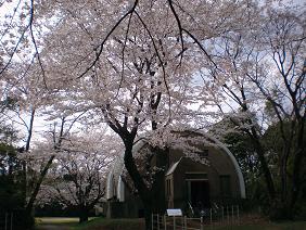 天文台の桜１.jpg