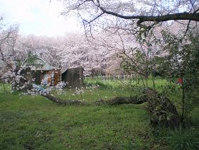 天文台の桜３.jpg