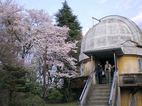 天文台の桜５.jpg