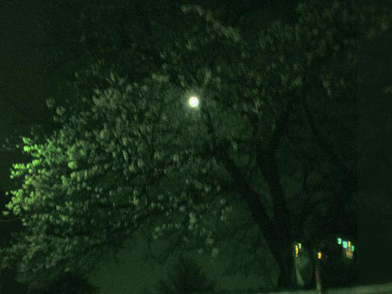禅林寺の夜桜.jpg