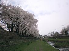 野川の桜.jpg